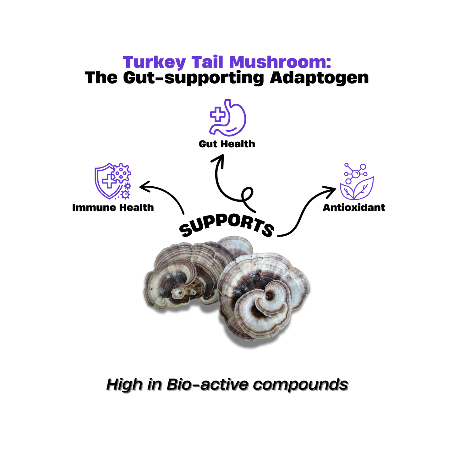 Turkey Tail Mushroom Extract Drops 30ml – Gut Health Support